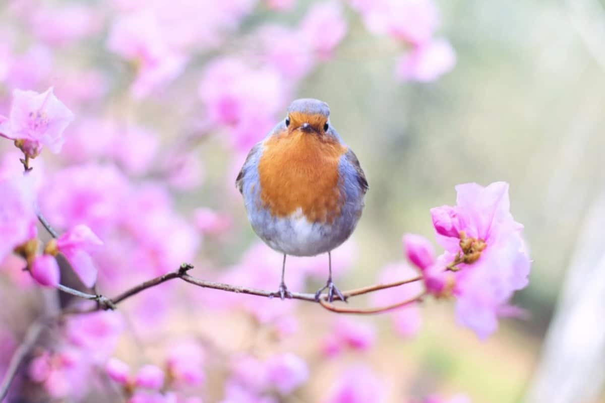 equinozio di primavera