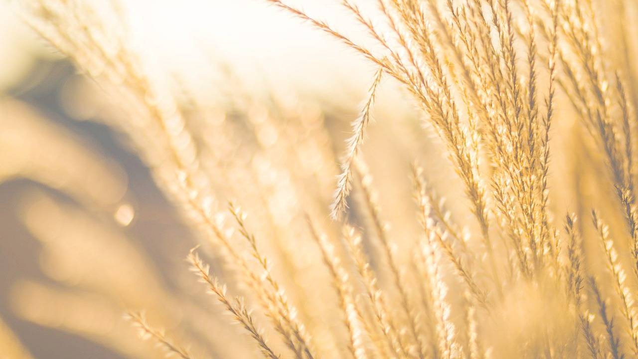 prezzo del grano in aumento